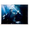 Image 1 : Signed Into the Woods - Photo
