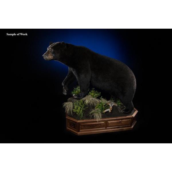 Life-size Black-Bear Mount