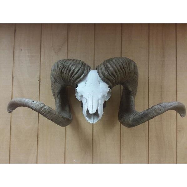 High Altai Argali Replica Horns