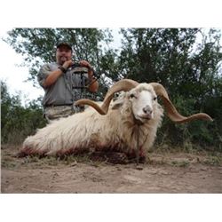 7 DAY ARGENTINA FOR 2 HUNTERS | Texas Dall Ram, Wild Boar & Hybrid Sheep | All Three for EACH Hunter