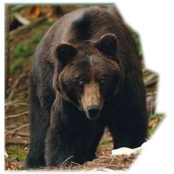 BLACK BEAR AND FISHING | NORDIC LODGE | Reindeer Lake Saskatchewan