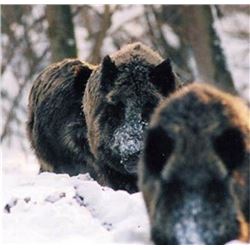 SIX DAYS HUNTING AND TOURING IN SERBIA | with Safari Art for Wild Boar