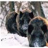 Image 1 : SIX DAYS HUNTING AND TOURING IN SERBIA | with Safari Art for Wild Boar