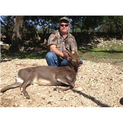 AXIS DEER, BLACKBUCK ANTELOPE, SIKA DEER or EXOTIC SHEEP | Calhoun Ranch - Wimberley, TX