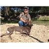 Image 1 : AXIS DEER, BLACKBUCK ANTELOPE, SIKA DEER or EXOTIC SHEEP | Calhoun Ranch - Wimberley, TX