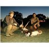 Image 3 : AXIS DEER, BLACKBUCK ANTELOPE, SIKA DEER or EXOTIC SHEEP | Calhoun Ranch - Wimberley, TX
