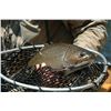 Image 4 : ATLANTIC SALMON & BROOK TROUT | Arluk Outfitters, Newfoundland | Includes Helicopter transport