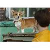 Image 2 : Bentley the Corgi 'Rapunzel' / 'Lydia Spring' props including dog collar, bowls, leads - Dirk Gently