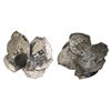 Image 1 : Small clump of six cob 1R of Lima and/or Potosi with shells and debris.