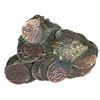 Image 1 : Large, attractive clump of 25-30 Dutch copper duits (Zeeland, 1752).