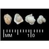Image 1 : Lot of four small, natural pearls, ex-Santa Margarita (1622), with original Fisher certificates.