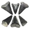 Image 1 : Lot of six megalodon (giant shark) teeth, approx. 2.6 million years old, mostly intact (2"+/-), reco