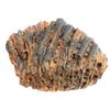Image 1 : Fossilized woolly mammoth tooth, approx. 10,000 to 100,000 years old, found off the east coast of Fl