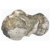 Image 1 : Encrusted clump of four cobs (one 8R and three 4R).