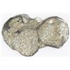 Image 2 : Encrusted clump of four cobs (one 8R and three 4R).