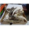 Image 1 : 5 GOATS SKULLS