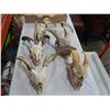 Image 2 : 5 GOATS SKULLS