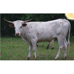 PALOMITA JUBILEE HCL