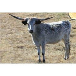 SH MOONSHINE GOLD 41/8