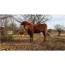 ELEVATED PARADISE HCL