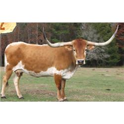 RIVERFORKS WIN OR DRAW