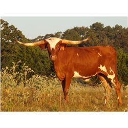 RWR CHOCOLATE ROSE 216