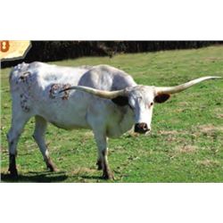 SH DE JA VU GORILLA 27