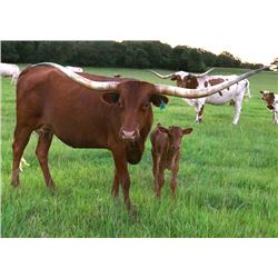 TERRIFIC COMMANDMENT