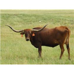 HUBBELLS SAFARI WATCH