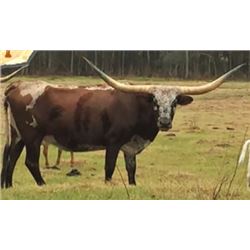 ME FANCY FARLAP 217/13