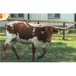 LAR PRINCESS BELLE 1619