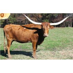 GRANDE SUMMER SH 9/5