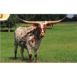 HORSESHOE J CAJUN QUEEN