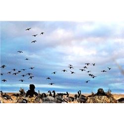3 Day Duck and Goose hunt for 6 hunters in Alberta