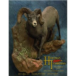 Wild Sheep shoulder mount from Hartmans t