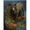 Image 1 : Wild Sheep shoulder mount from Hartmans t