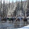 Image 2 : A  7 Day Moose or Mtn Goat hunt with Wicked River Outfitters for 2021