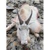 Image 6 : A  7 Day Moose or Mtn Goat hunt with Wicked River Outfitters for 2021