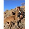 Image 2 : A free range West Texas Aoudad hunt for 1 hunter with Rowdy McBride.