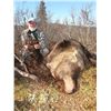 Image 4 : October 2020 brown bear hunt in AK for 1 hunter with Extreme Adventures Outfitters