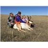 Image 2 : A 3 Day private land youth antelope hunt near Gillette, WY for 2020