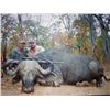 Image 1 : Mozambique Cape Buffalo