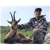 Image 1 : Pyrenean Chamois Hunt-includes trophy fee