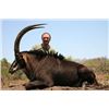 Image 1 : Sable Hunt with Limpopo Safaris