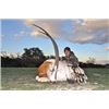 Image 2 : Choice of Nilgai, Scimitar Oryx, Aoudad or Axis Deer for One Hunter