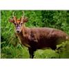 Image 1 : Muntjac Deer Hunt - England -  Includes Trophy Fee
