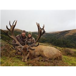 Red Stag Hunt New Zealand