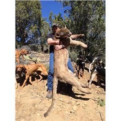 Mountain Lion Hunt with Hounds