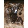 Image 1 : 2020 SCI Artist of the Year-Mountain Ram-the new World Record