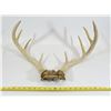 Image 1 : Pair of Deer Antlers